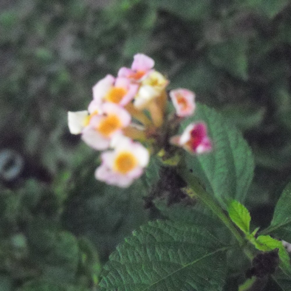 Meet your Posher, Dreams